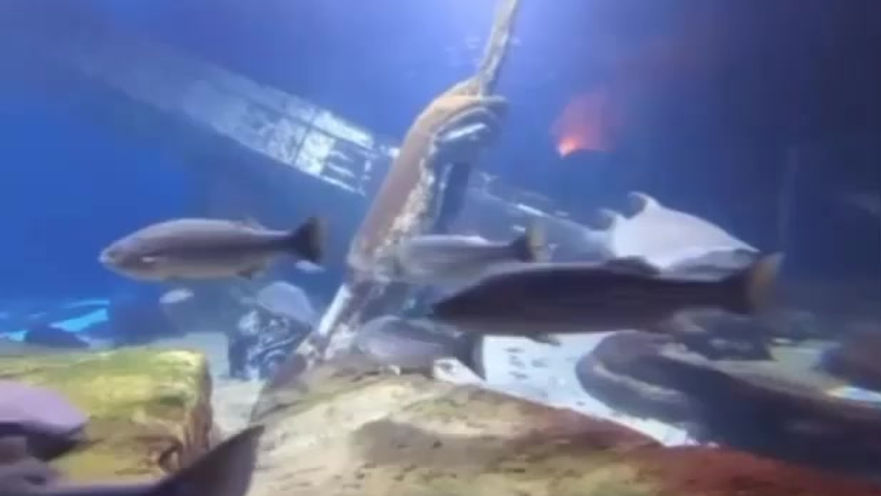 Long Island Aquarium Wedding
